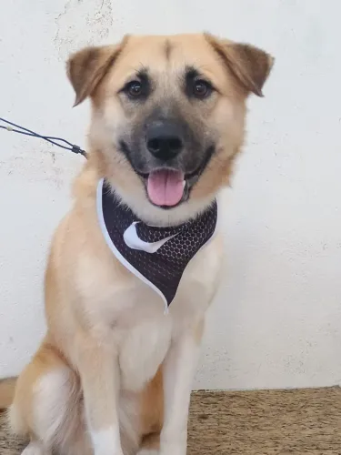 Doação! Cachorro macho, porte G, 1 ano de idade!