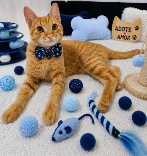 Doação de lindo gatinho