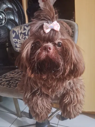 2 shih tzu linda bebezinha FÊMEAS 