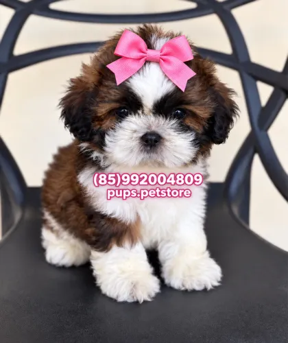 Shih tzu fêmea 