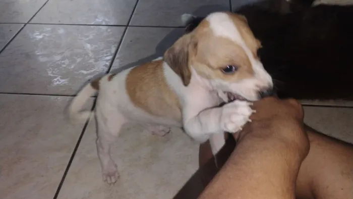 Procuro pessoa ama cachorro 