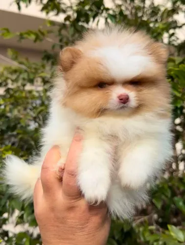Lulu da Pomerânia Spitz alemão Filhotes 