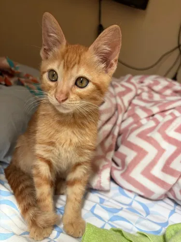 ADOÇÃO RESPONSÁVEL (MACHO/2 MESES) RECIFE-PE