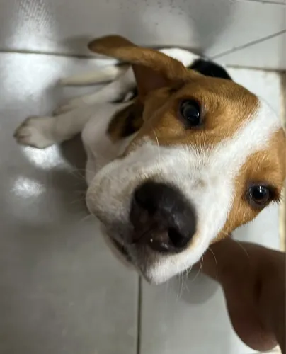 Beagle (enxoval completo, vacinado, vermifugado e desparasitado)
