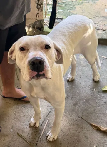 DOAÇÃO - Dogo Argentino