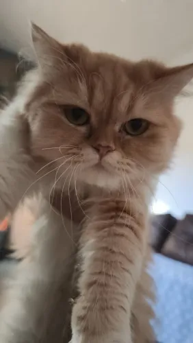 Gata persa Fêmea 