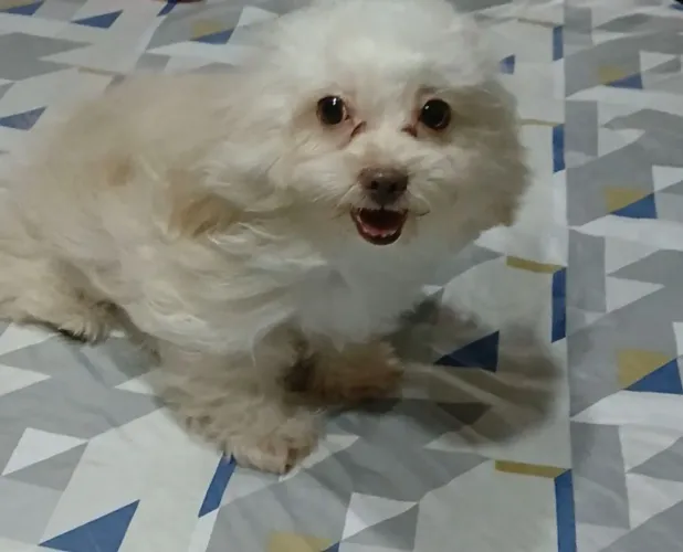 Vendo uma maltês fêmea de um ano e meio