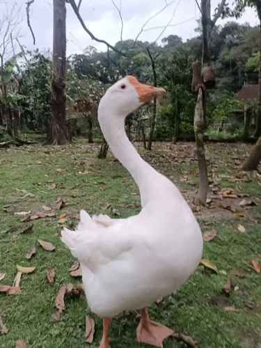 Vendo um ganso adulto