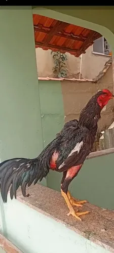 Galo indio mura