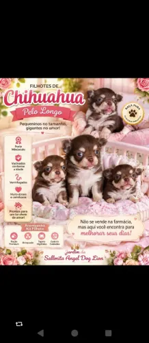 Lindos filhotes de Chihuahua pelo longo