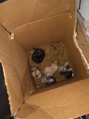 Doação de gato 