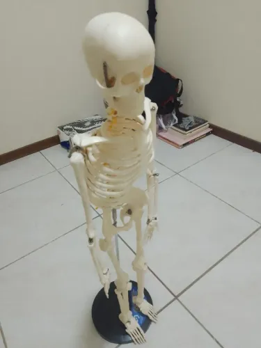 Vendo esqueleto