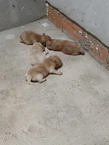 Vende-se chow chow