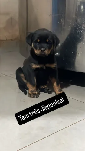 Cachorro rotwailer fêmea 