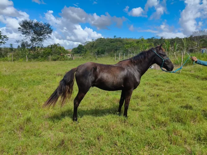 Potro mestiço de mangalarga paulista com QM