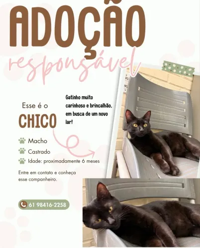 Adoção responsável