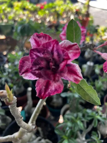 Rosa do deserto florifera 