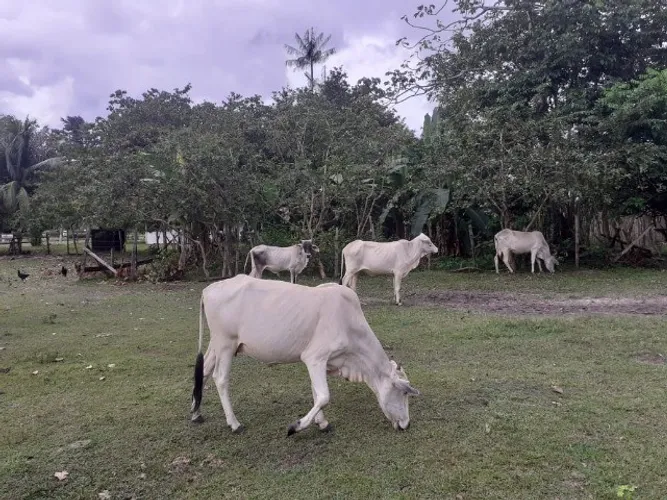 A.Moura Gestor Imobiliário-Vende Fazenda em Salvaterra com 750 hectares à Porteira Fechada