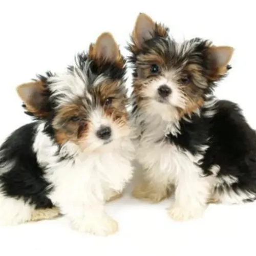 Biewer Yorkshire Terrier à venda
