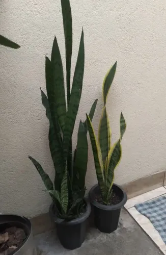 Planta espada de são jorge ou Santa Bárbara 