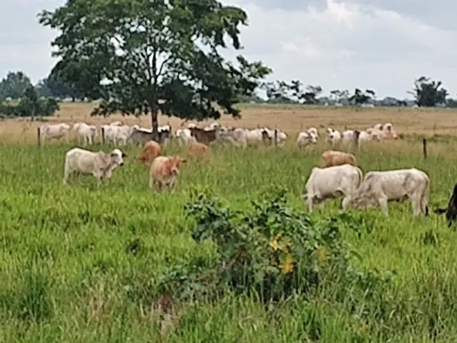 200 alqueires com 80% em pasto R$ 12 milhões de reais
