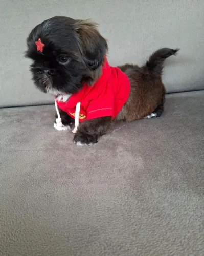 shihtzu macho com vacina importada e garantia de saúde 