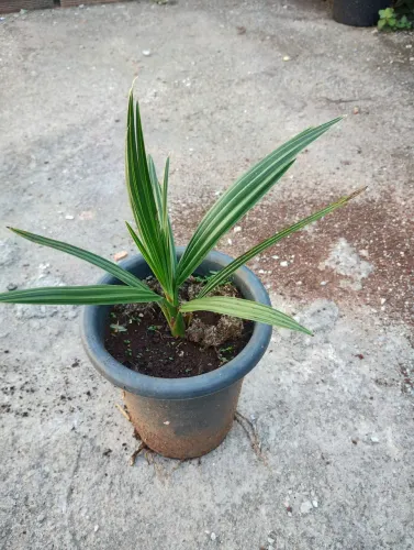Muda de Tamareira 