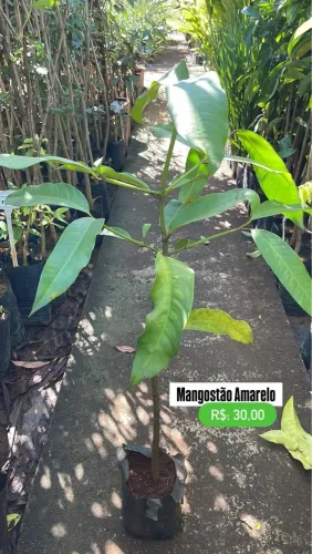 Muda de Mangostão Amarelo 