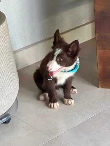 Border Collie marrom carinhoso e esperto - Chame agora!