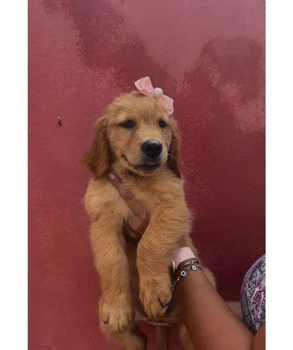 Filhote Golden Retriever - Fêmea/Macho