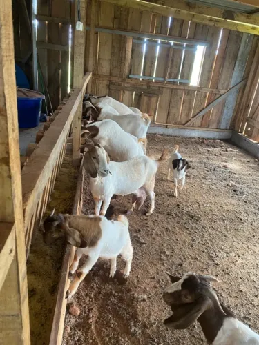 Cabritos à venda em Chapecó-SC