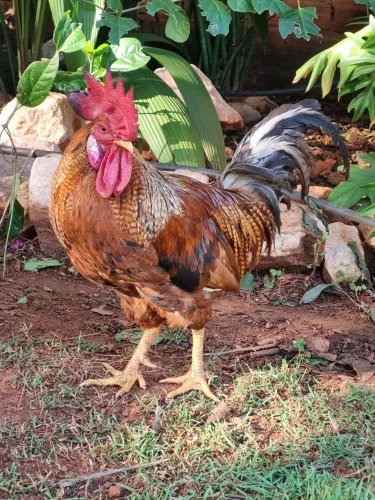 Galo ótima genética ovos coloridos