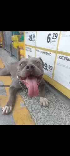 American Bully montaria 