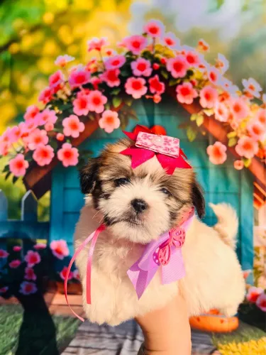 Shih Tzu fêmea branquinha com dourado pedigree opc