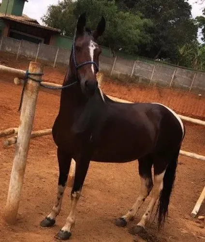 Vendo cavalos e éguas PAMPAS marcha PICADA e marcha batida em até 30 parcelas 