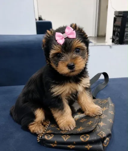 YORKSHIRE TERRIER FILHOTES DISPONÍVEIS
