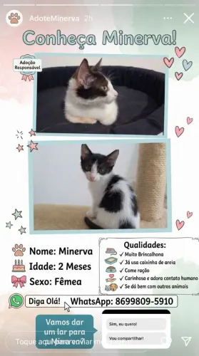 Gatinha para adoção 