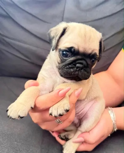 Promoção somente machinho de Pug Mini