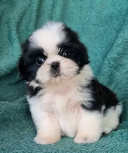 Filhote shih tzu