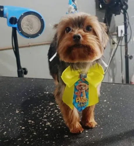 Estou procurando uma fêmea pra namorar com o Lucky sou do bairro Lagomar Macaé