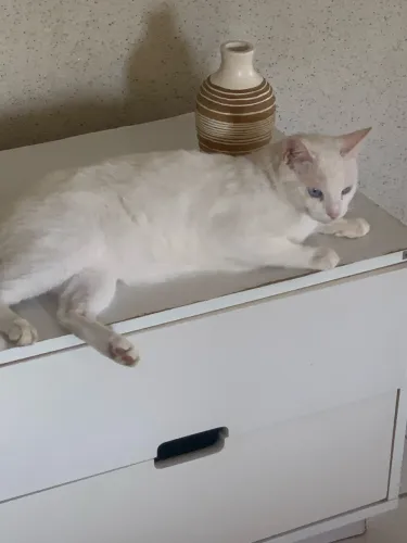 Adoção gatos