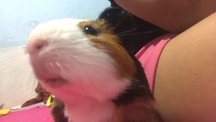 Porquinho da índia 