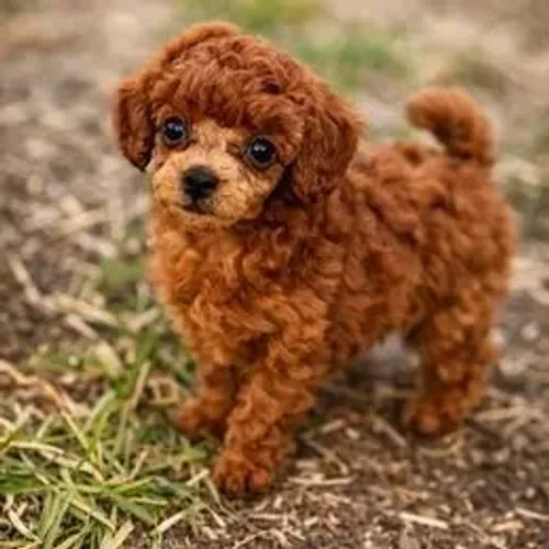 Poodle,Poodle Filhote Top Padrão da Raça
