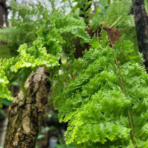 Mudas ornamentais: Samambaia pedente
