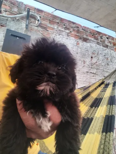 Cachorro um macho outro é fêmea