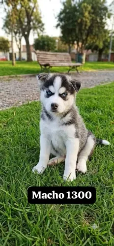 Vendo filhotes de husky siberiano puro apartir de 1000