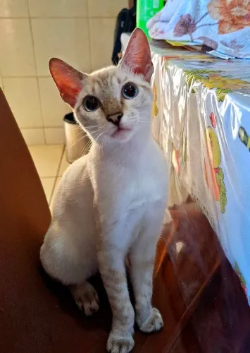 ADOÇÃO GATA 3/4 MESES