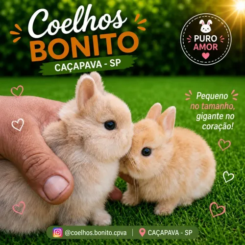 Coelho anão Netherland Dwarf linhagem importada