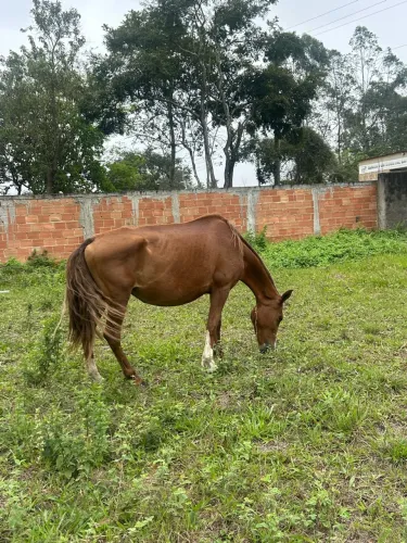 Cavalo