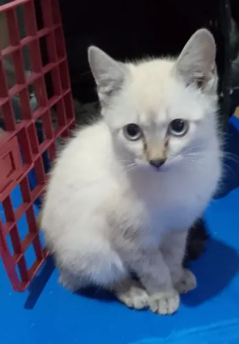 Doação de gatinhos 